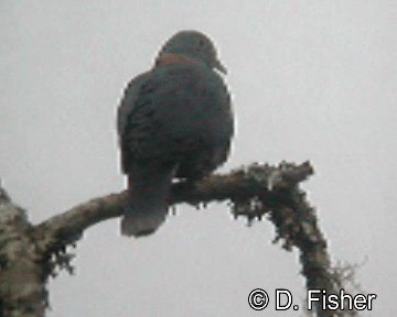 Western Bronze-naped Pigeon - ML201101681