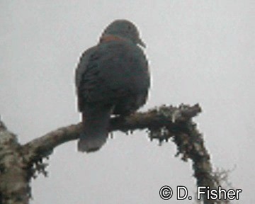 Pigeon à nuque bronzée - ML201101681