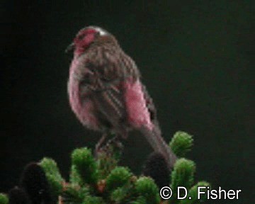 Chinese White-browed Rosefinch - ML201101721