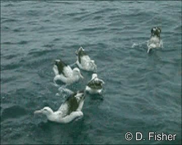 Albatros hurleur, A. de Tristan da Cunha ou A. des Antipodes - ML201101741