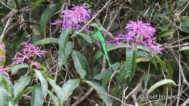 Green-tailed Trainbearer - ML201101751