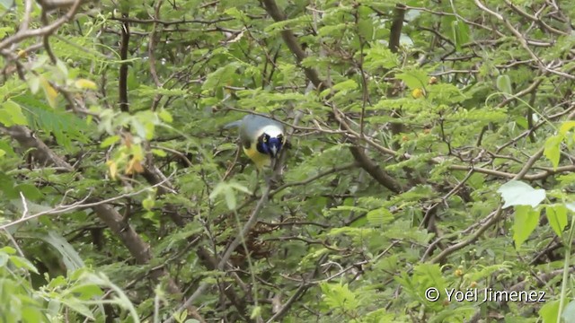 Green Jay (Inca) - ML201101771