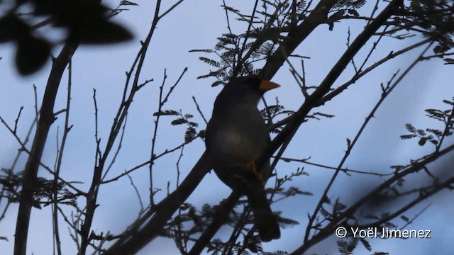 Little Inca-Finch - ML201101811