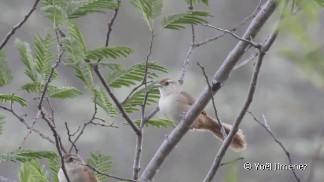 Rufous-fronted Thornbird (Rufous-fronted) - ML201101831