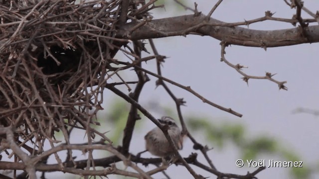 Necklaced Spinetail - ML201101861