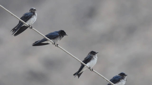 Gray-breasted Martin - ML201101871