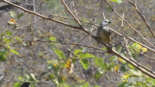 White-headed Brushfinch - ML201101941