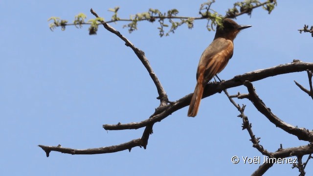 Rufous Flycatcher - ML201101981