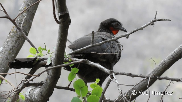 White-winged Guan - ML201102031