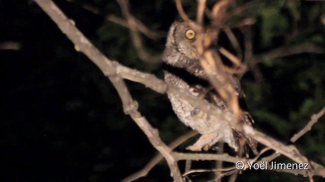 Peruvian Screech-Owl (pacificus) - ML201102061