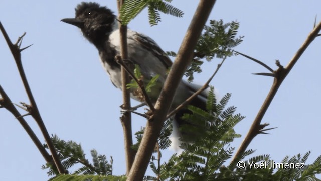 Collared Antshrike (Collared) - ML201102091