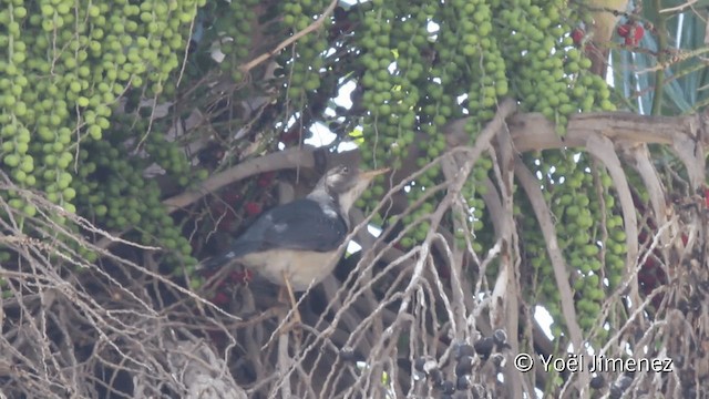 Plumbeous-backed Thrush - ML201102101