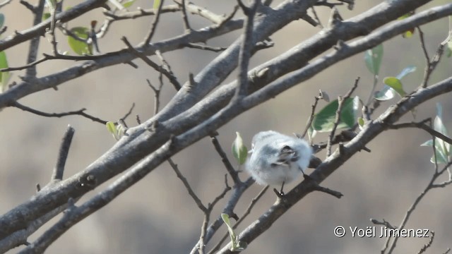 White-browed Gnatcatcher - ML201102121