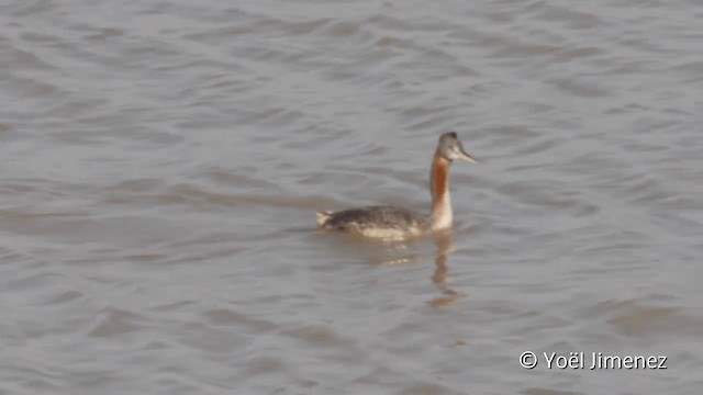 Great Grebe - ML201102201