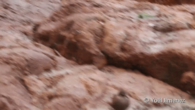 Felsuferwipper - ML201102251