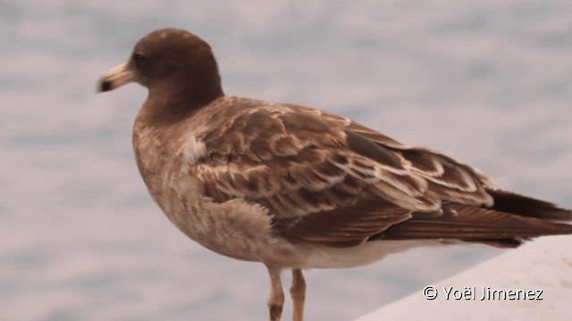 Belcher's Gull - ML201102261