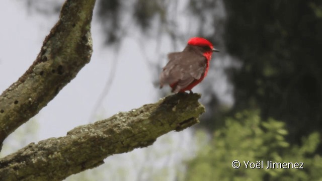 Vermilion Flycatcher (obscurus Group) - ML201102361