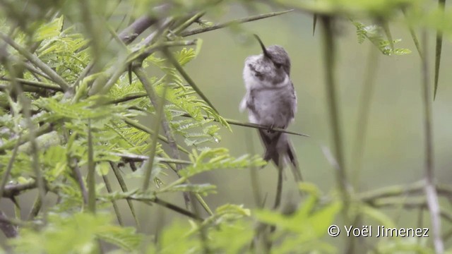 Oasis Hummingbird - ML201102401