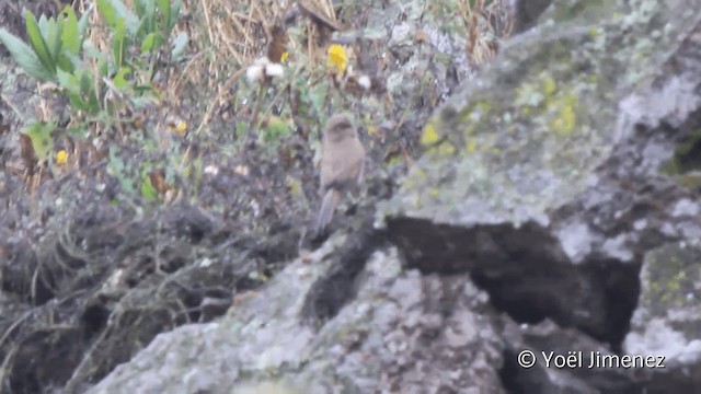 kaktuskurvfugl - ML201102411