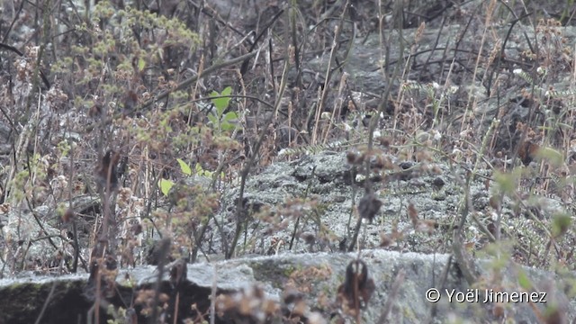 Band-tailed Sierra Finch - ML201102421