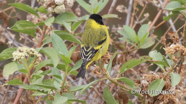 Hooded Siskin - ML201102511