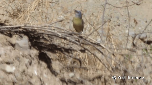 Саяка жовто-синя (підвид darwinii) - ML201102531