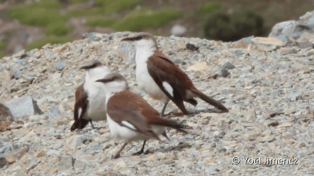 White-bellied Cinclodes - ML201102541