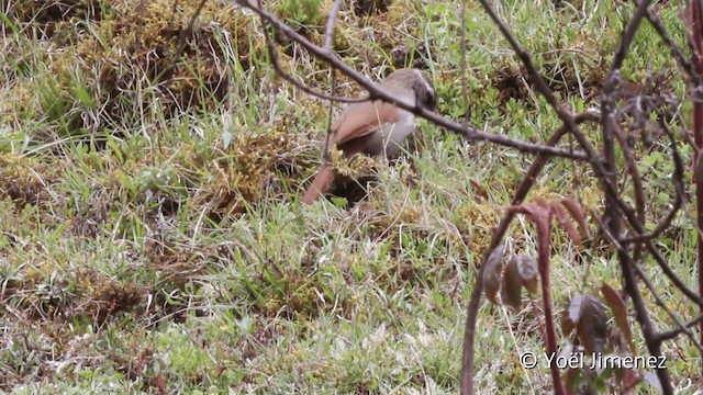 Bandurrita Estriada - ML201102571