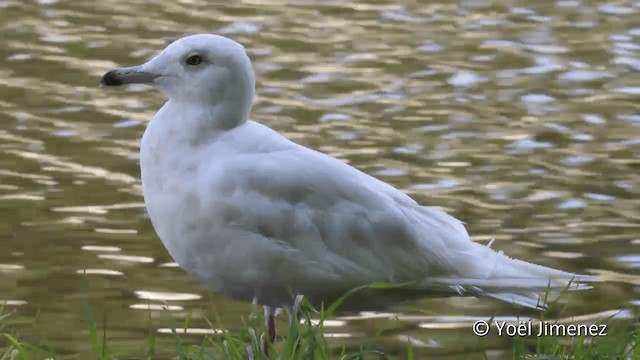 Glaucous Gull - ML201102581