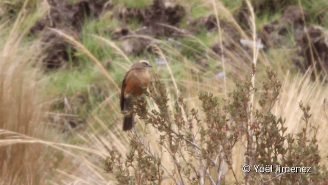 Brown-backed Chat-Tyrant - ML201102591