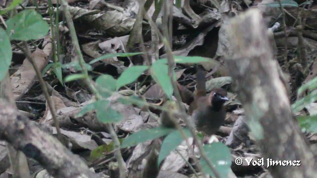 Black-faced Antthrush (Central American) - ML201102621