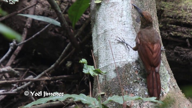 Northern Barred-Woodcreeper (Western) - ML201102641