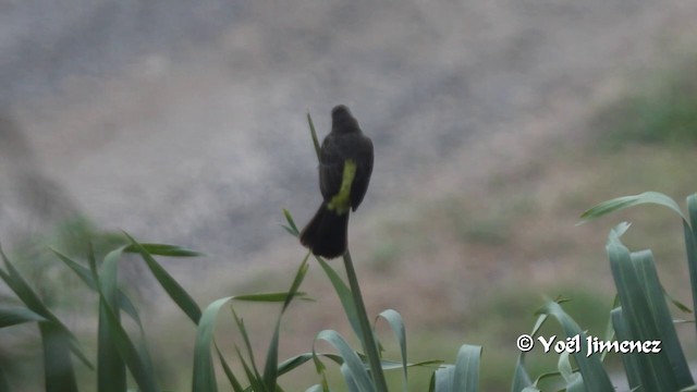 Flame-rumped Tanager (Lemon-rumped) - ML201102651