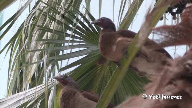 Gray-headed Chachalaca - ML201102661