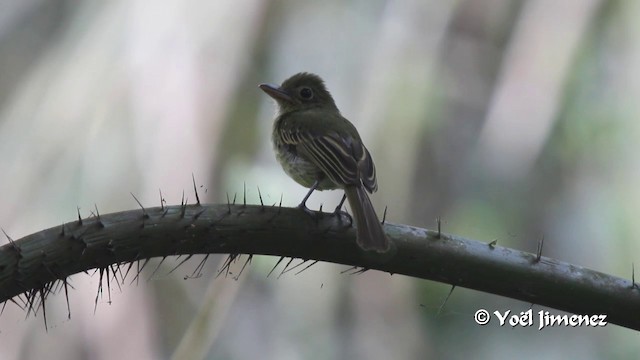 Western Olivaceous Flatbill - ML201102671