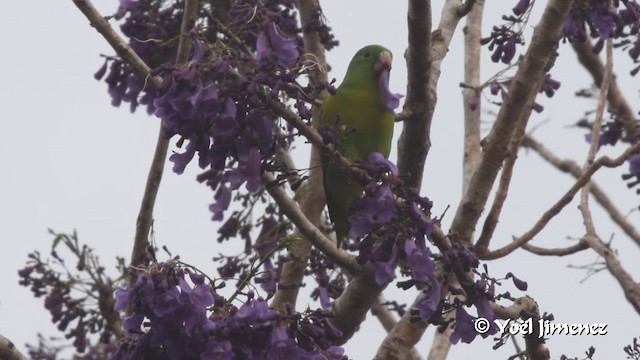 Orange-chinned Parakeet - ML201102681