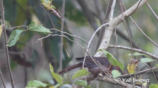 Red-throated Ant-Tanager (Red-throated) - ML201102701