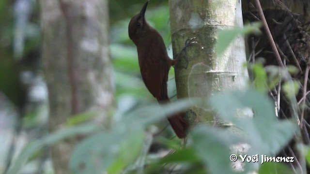 Plain-brown Woodcreeper (Plain-brown) - ML201102721