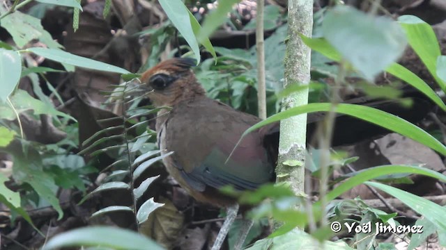 Cuco Hormiguero Ventrirrufo - ML201102741