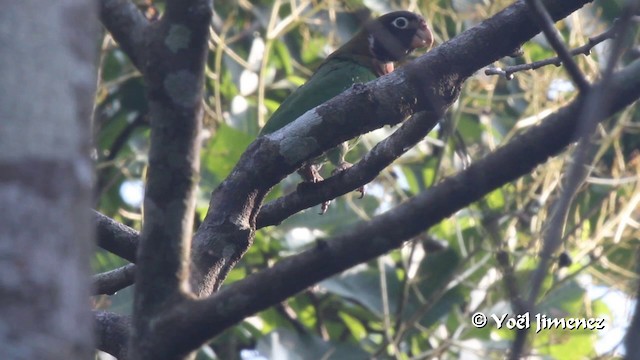 Brown-hooded Parrot - ML201102761