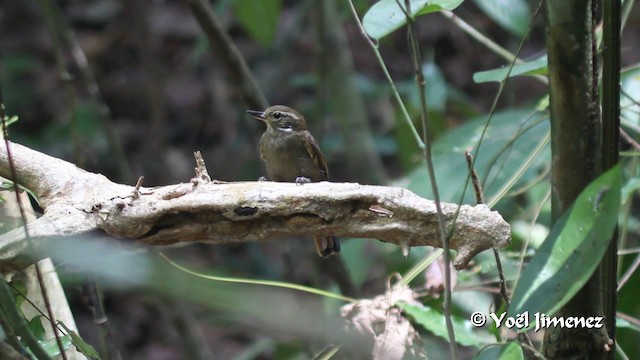 Plain Xenops (mexicanus Group) - ML201102771