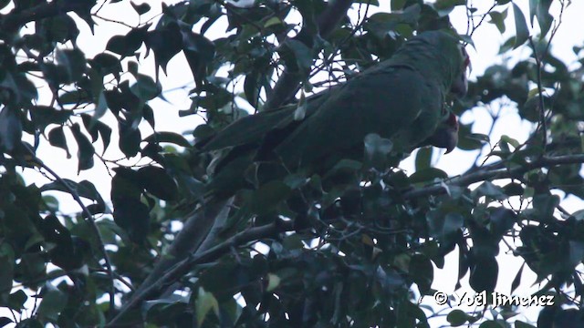 Red-lored Amazon (Red-lored) - ML201102811