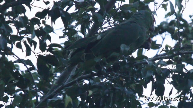 キホオボウシインコ（autumnalis／salvini） - ML201102811