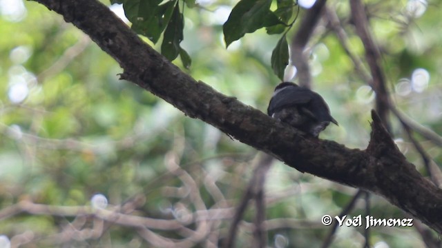 Black-breasted Puffbird - ML201102821