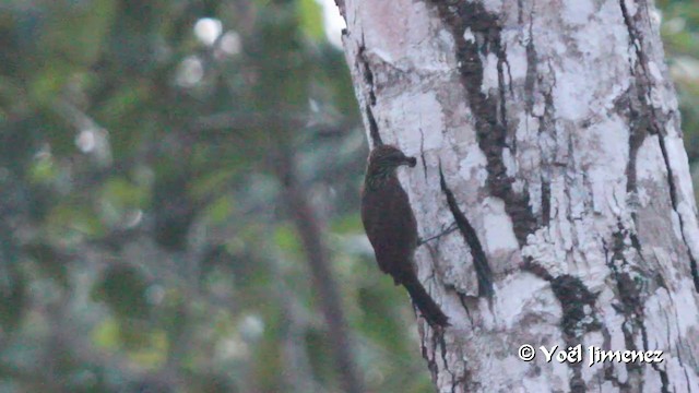 Cocoa Woodcreeper (Lawrence's) - ML201102831