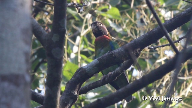 アカミミインコ - ML201102851