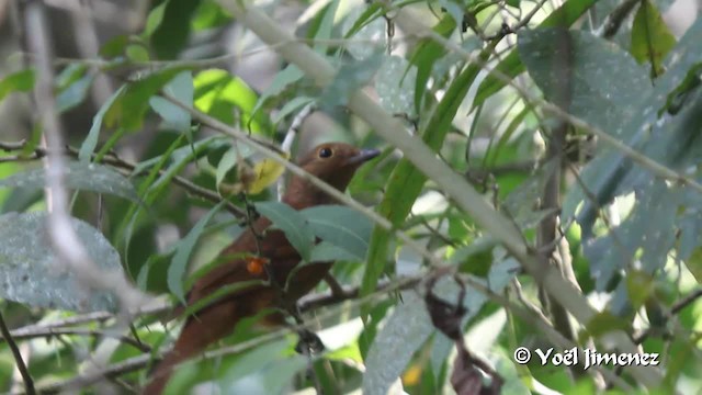 Benekli Kotinga - ML201102871