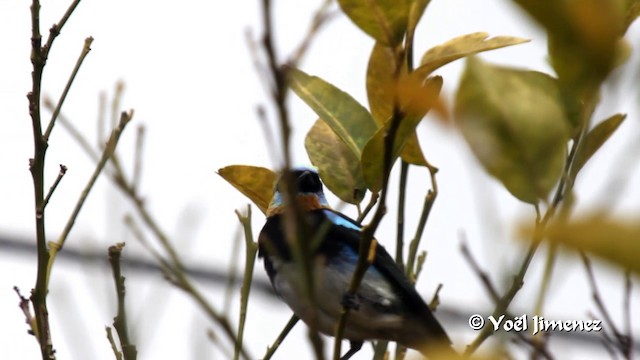 Golden-hooded Tanager - ML201102891