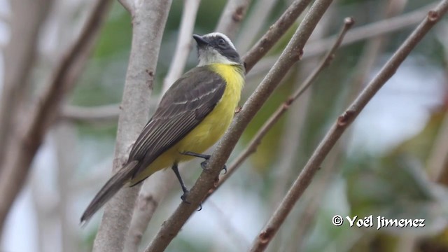 Bienteveo Sociable (grupo similis) - ML201102901