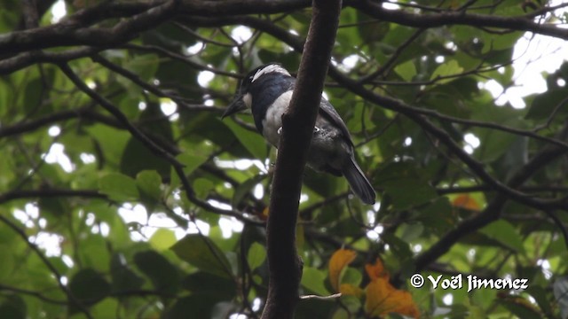 Black-breasted Puffbird - ML201102911